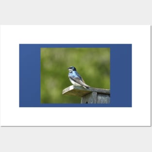 Tree swallow, wild birds, wildlife gifts Posters and Art